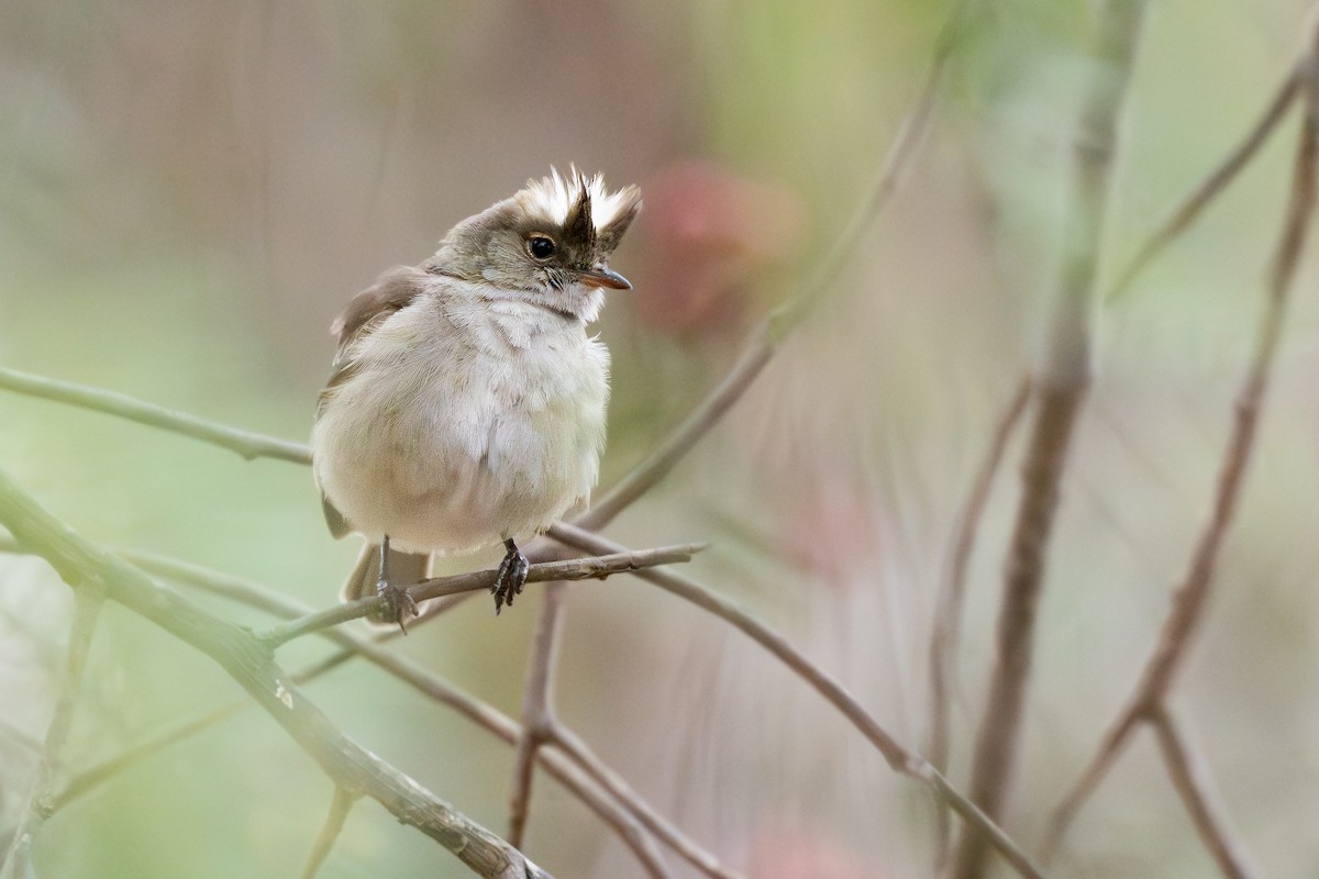 White-crested Elaenia - ML646791553