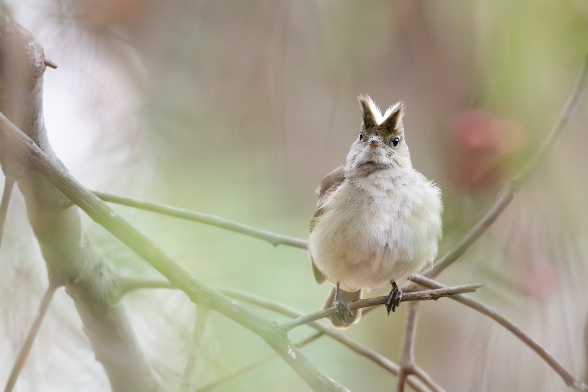 White-crested Elaenia - ML646791554