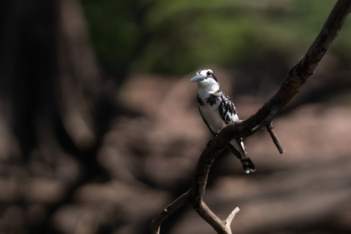 Graufischer - ML646791555