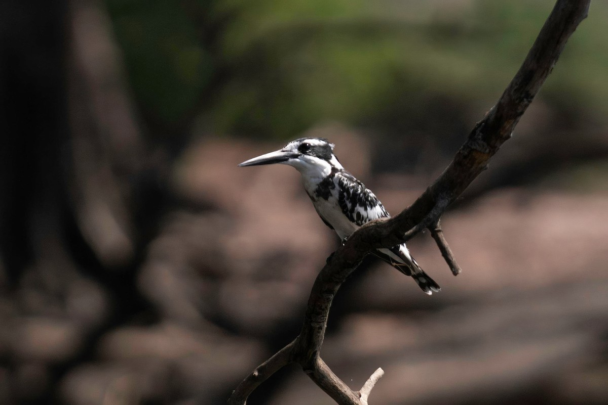 Graufischer - ML646791556