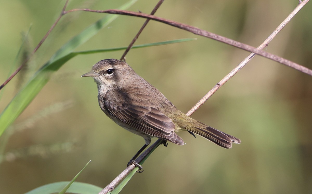Palm Warbler - ML646791564