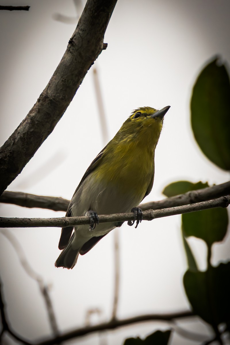 Sarı Gerdanlı Vireo - ML646791565