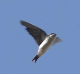 Western House-Martin - ML646791566