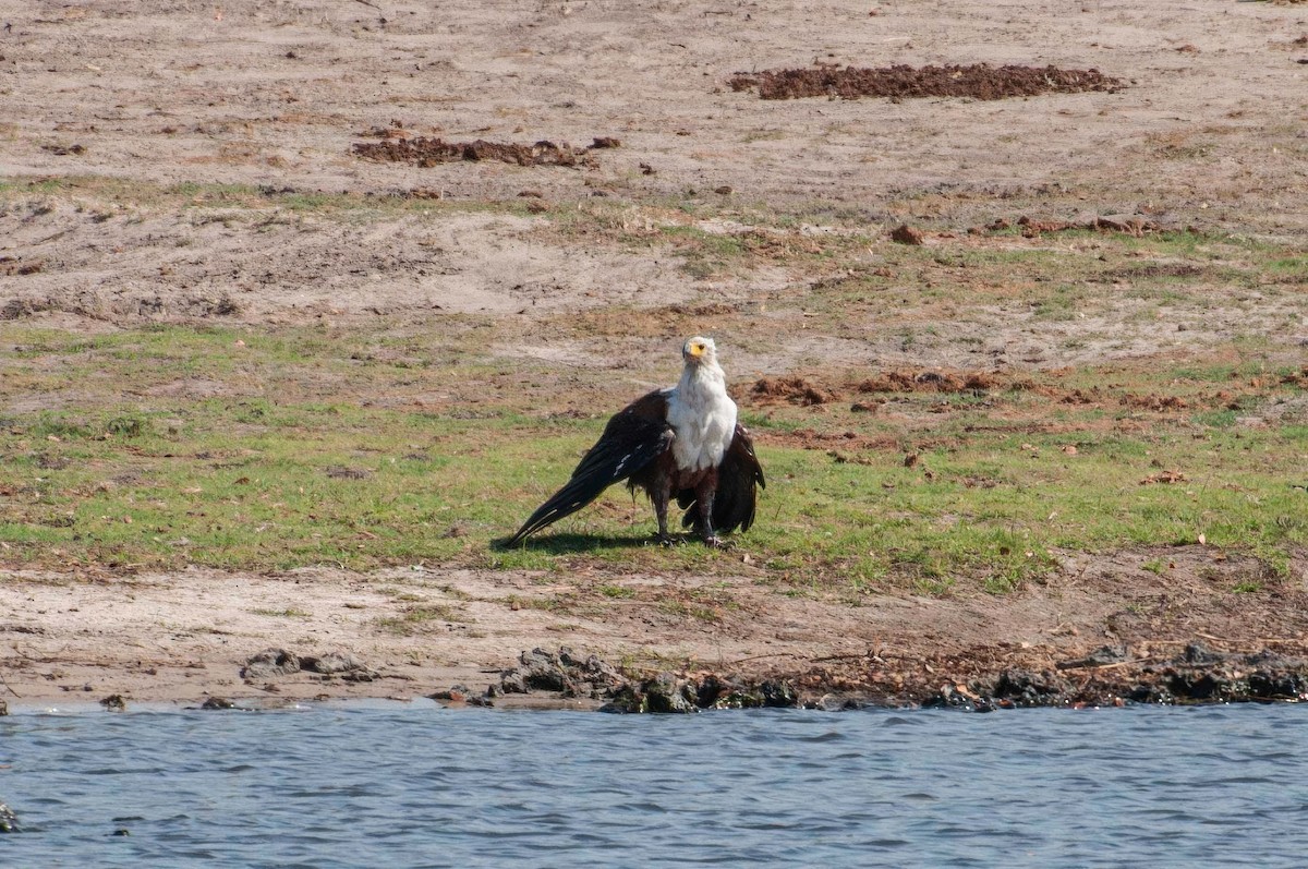 African Fish-Eagle - ML646791570