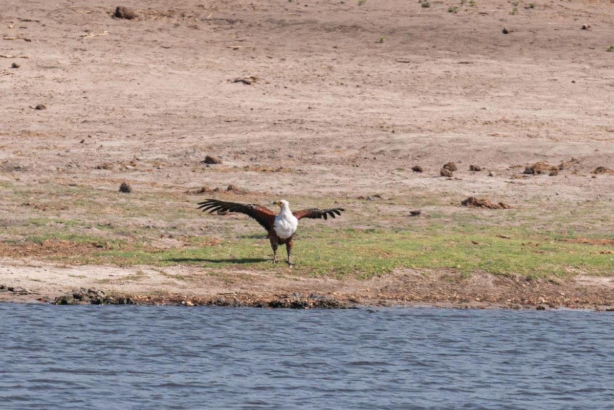 African Fish-Eagle - ML646791571