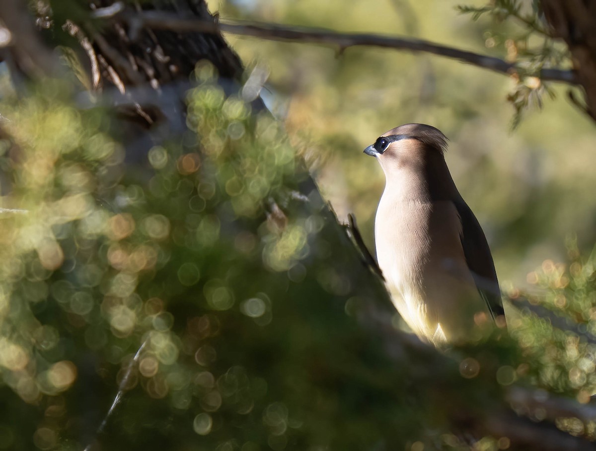 Cedar Waxwing - ML646791572