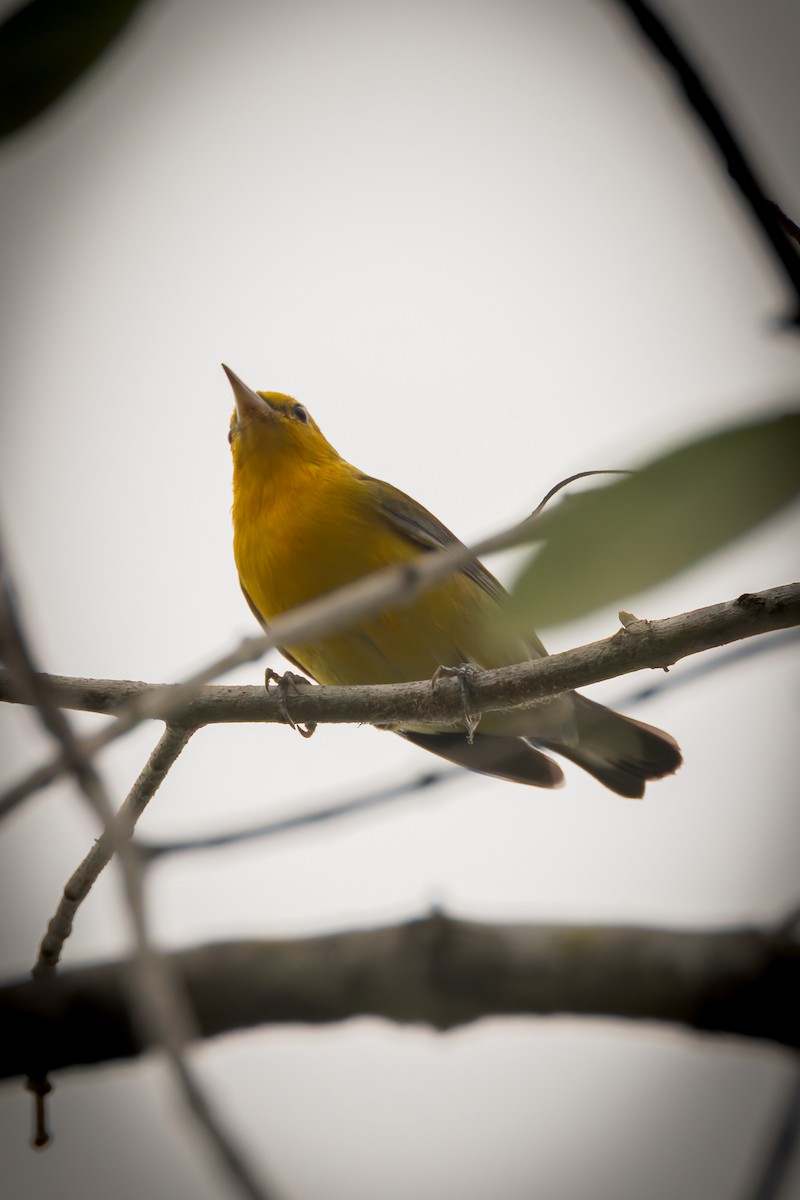 Prothonotary Warbler - ML646791582