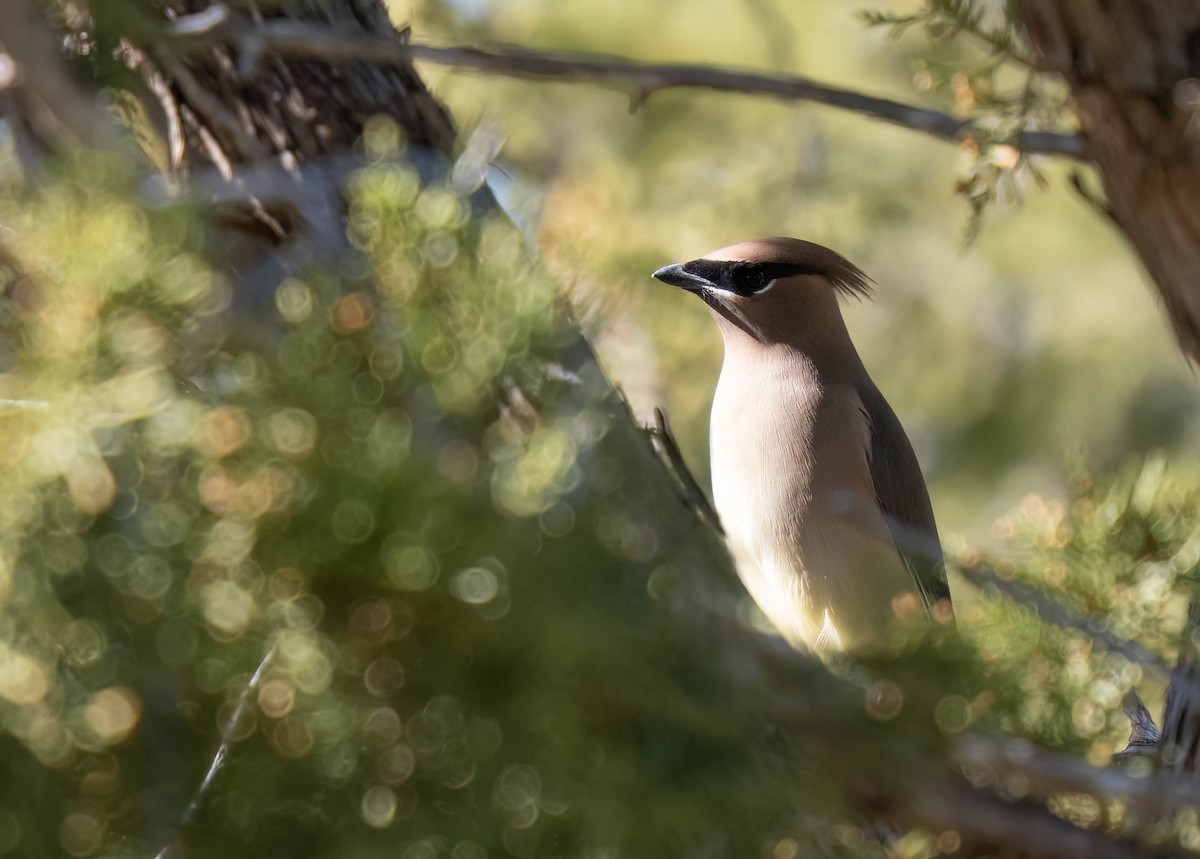 Cedar Waxwing - ML646791583