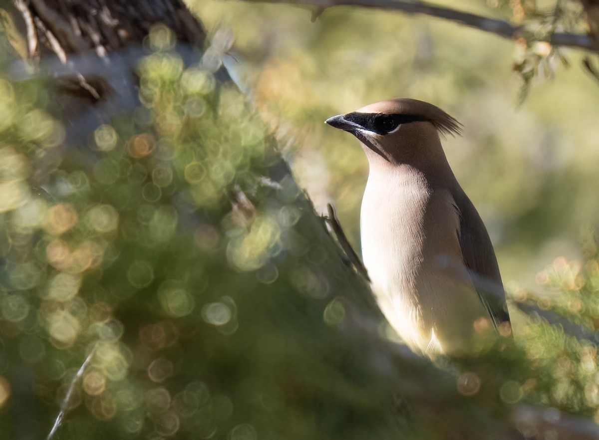 Cedar Waxwing - ML646791585