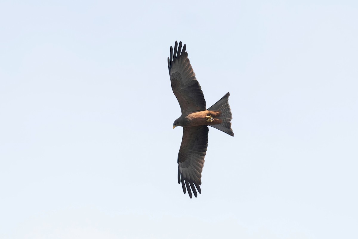 Schwarzmilan - ML646791587