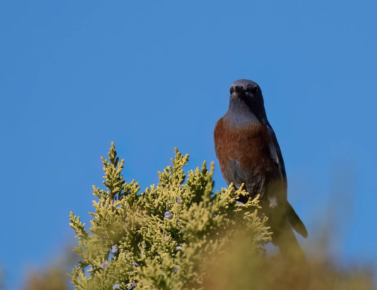 Batılı Mavi Ardıç - ML646791590