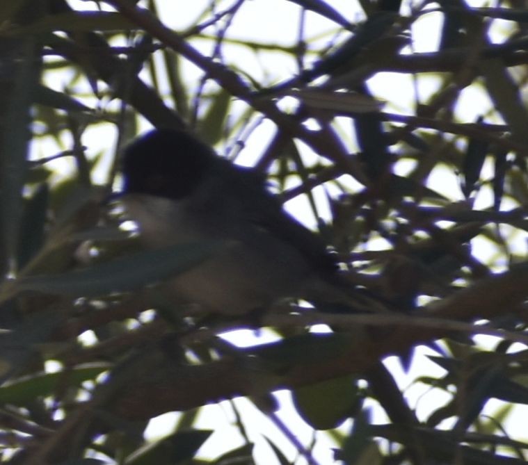 Sardinian Warbler - ML646791593