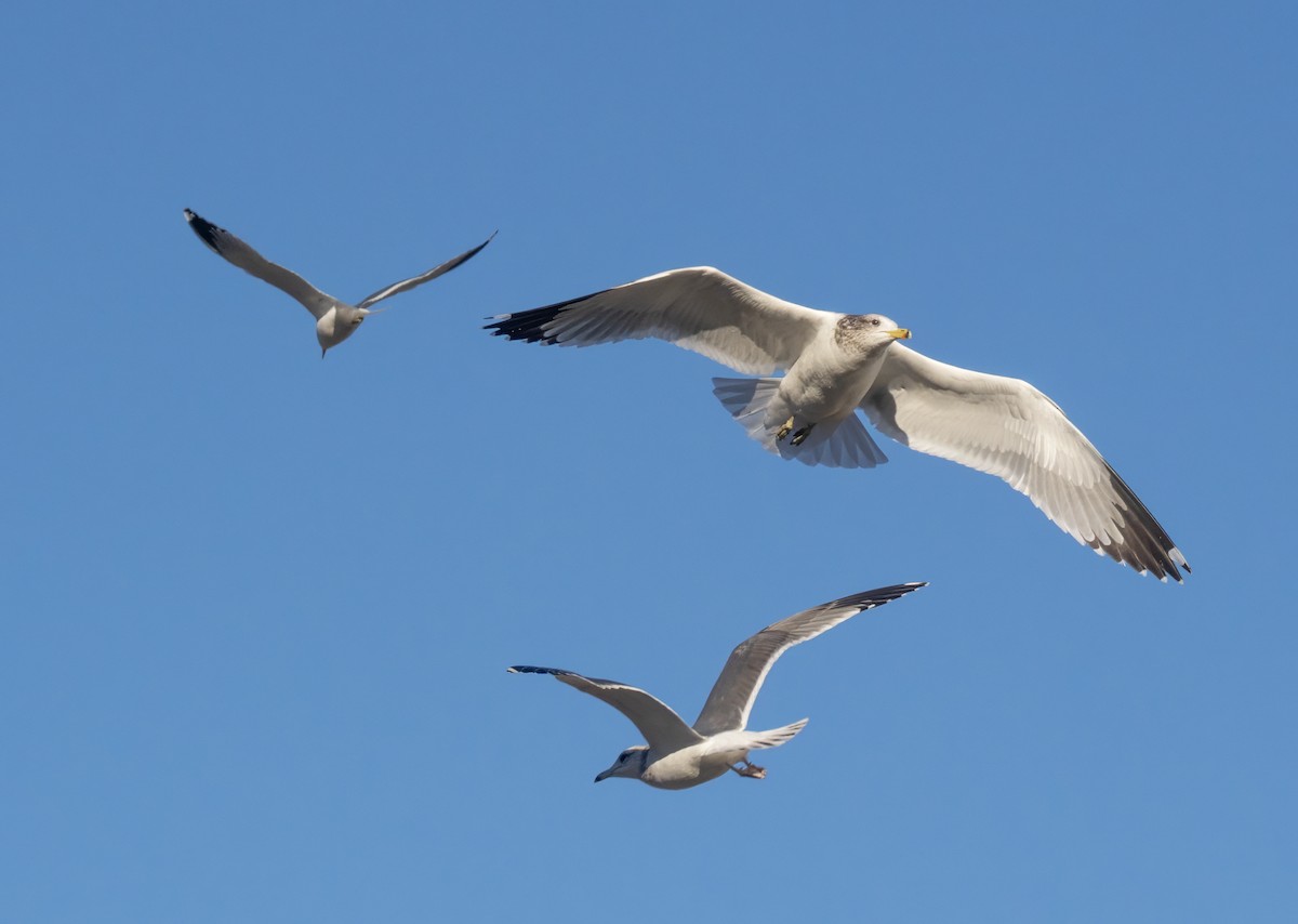 Goéland de Californie - ML646791595