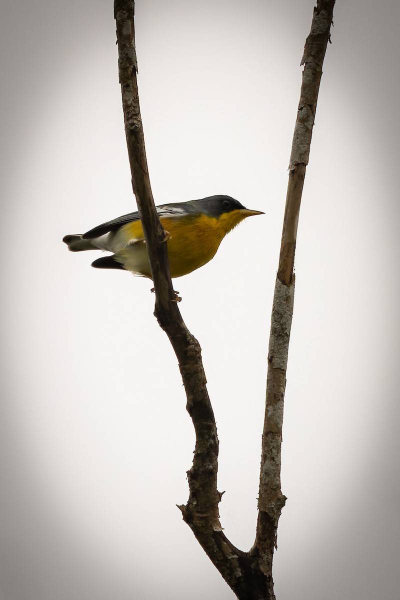 Tropical Parula - ML646791596