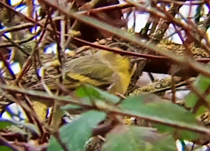 マヒワ - ML646791597