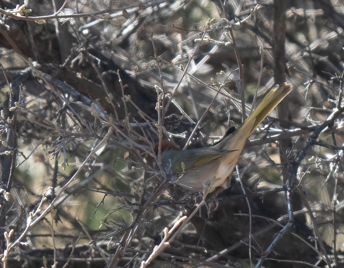 Green-tailed Towhee - ML646791600