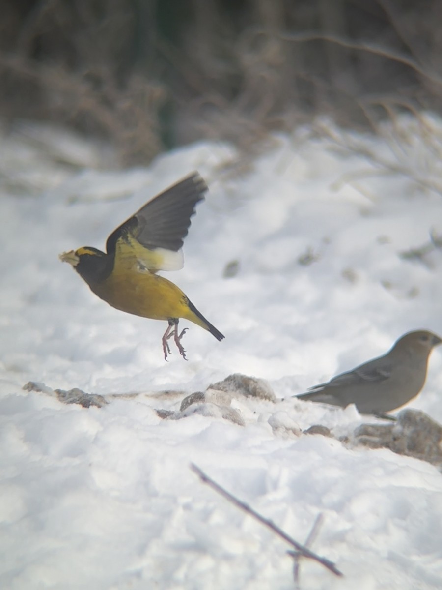 Evening Grosbeak - ML646791602