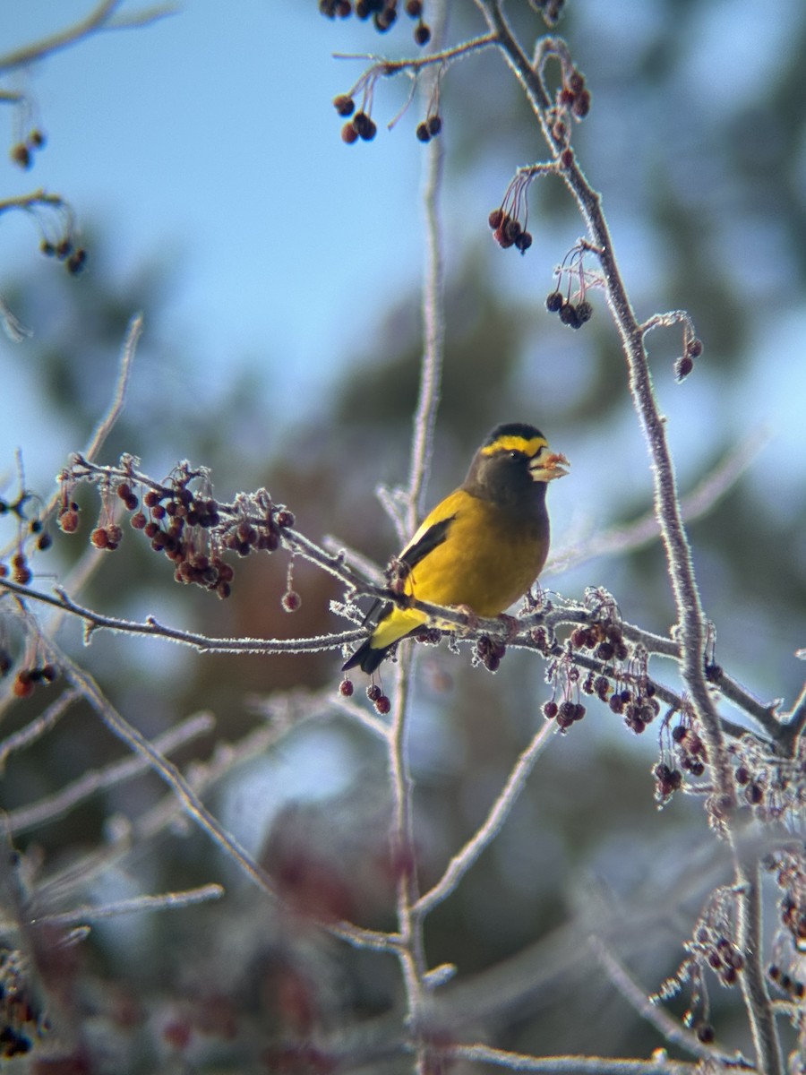 Evening Grosbeak - ML646791603
