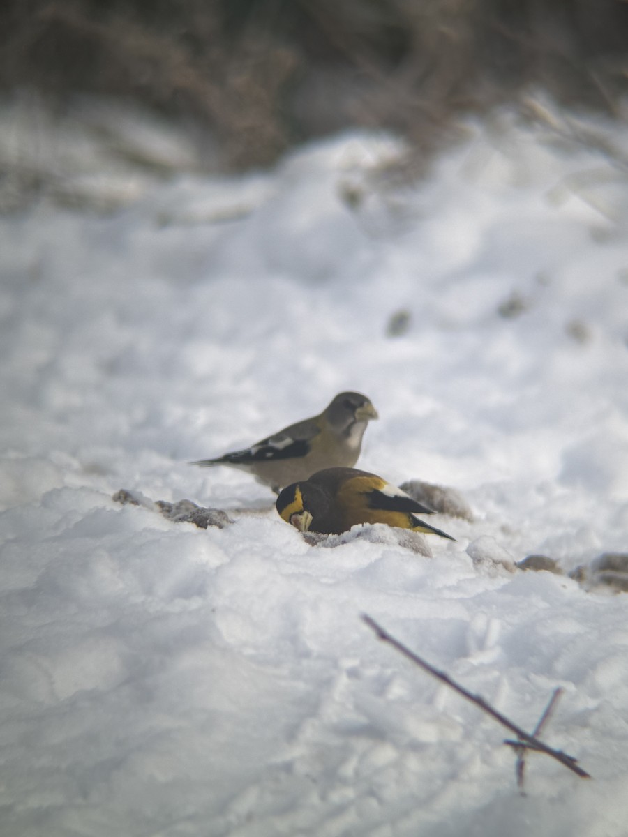 Evening Grosbeak - ML646791605