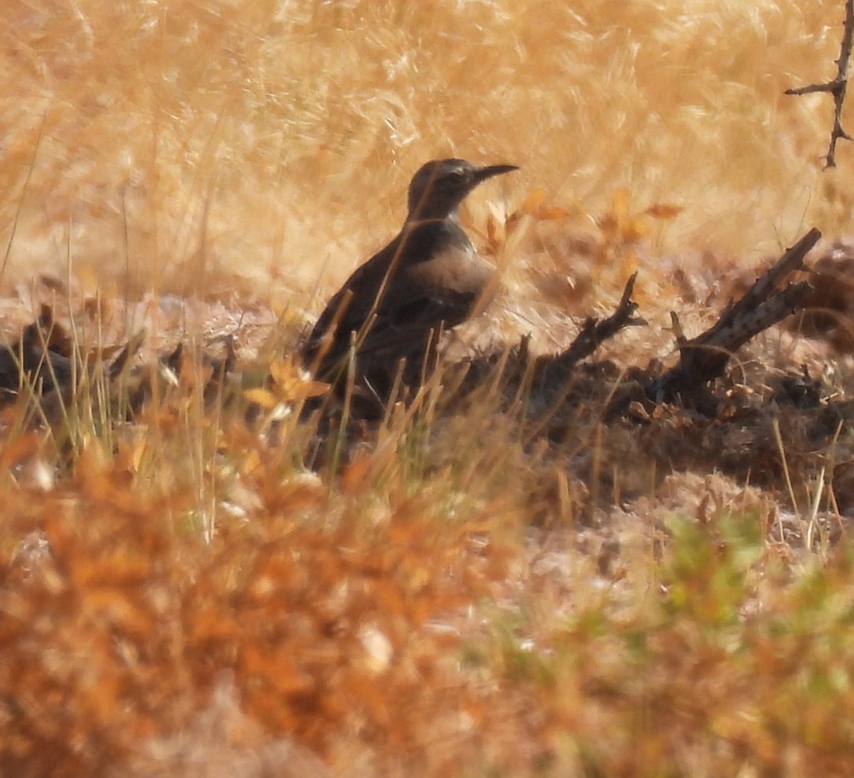 Karoo Long-billed Lark (Benguela) - ML646791606