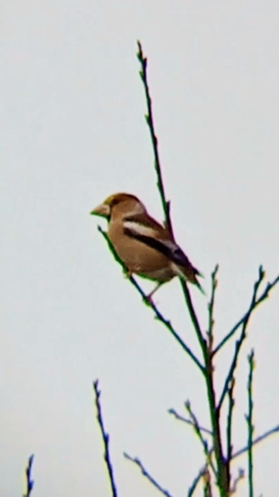 シメ - ML646791607