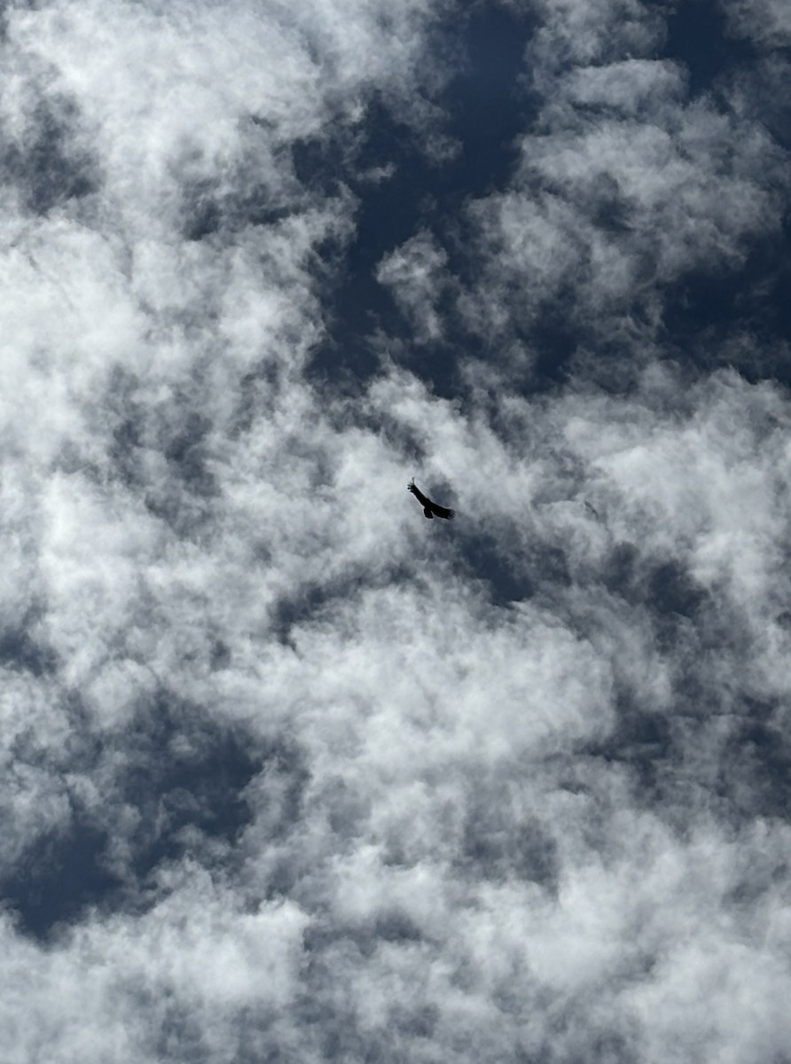 Andean Condor - ML646791608