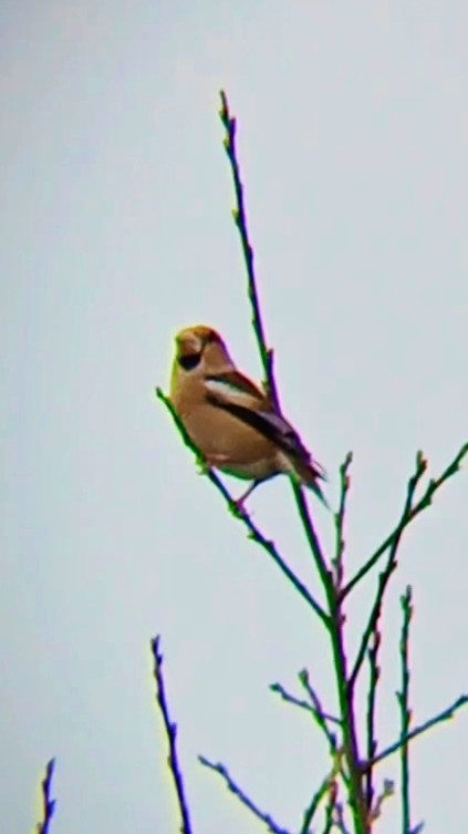 シメ - ML646791609