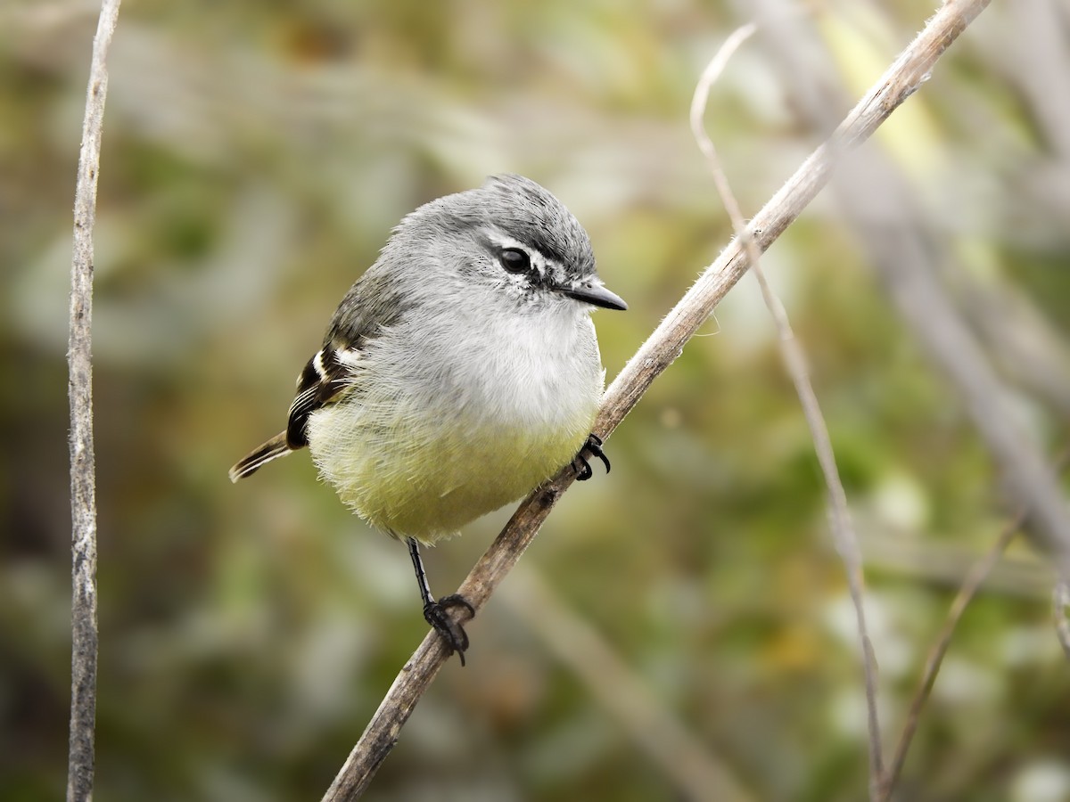 White-crested Tyrannulet - ML646791610
