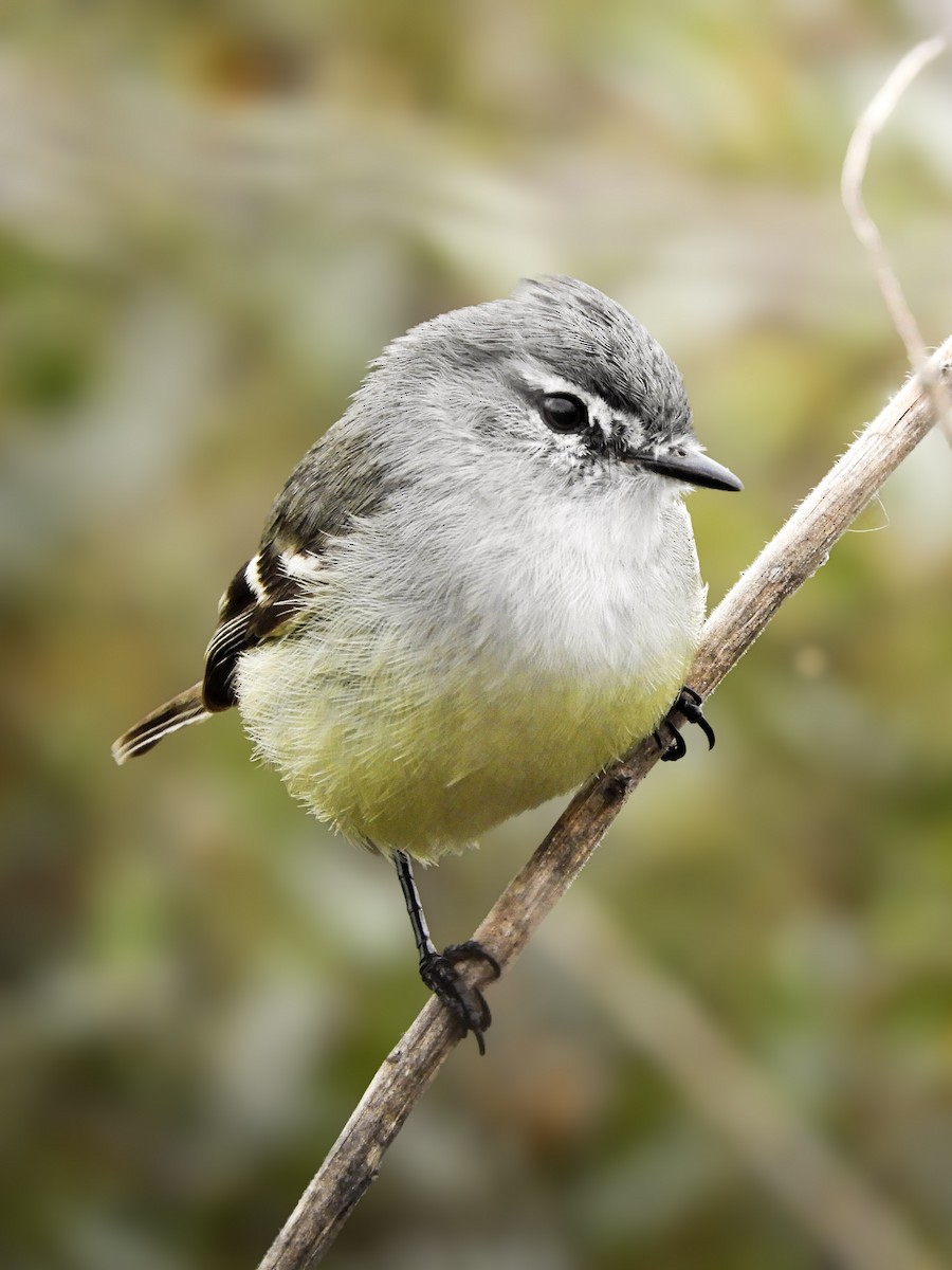 White-crested Tyrannulet - ML646791611