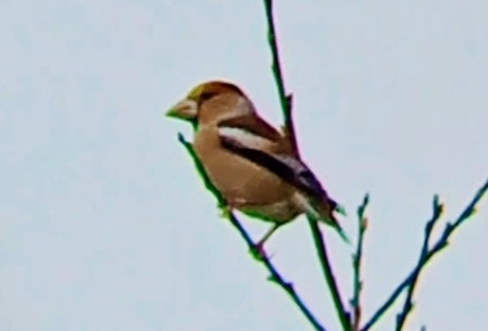 シメ - ML646791612