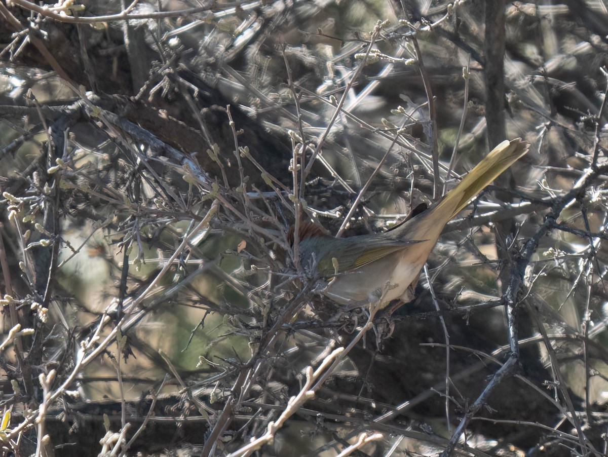 Green-tailed Towhee - ML646791613