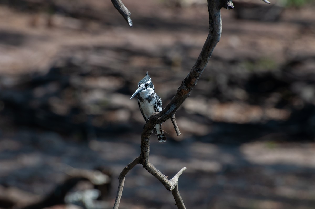 Graufischer - ML646791614