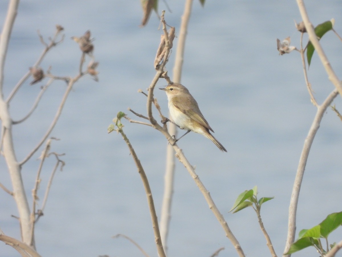 Çıvgın - ML646791618