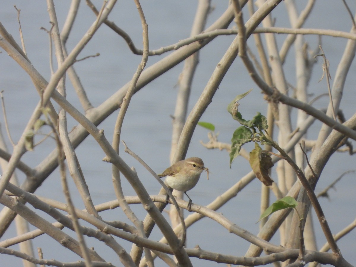 Çıvgın - ML646791619