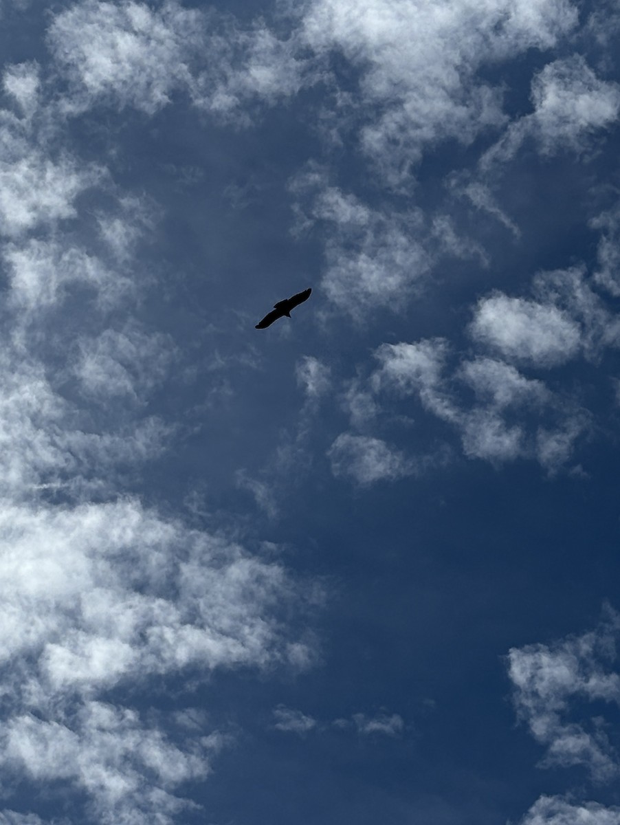 Andean Condor - ML646791621