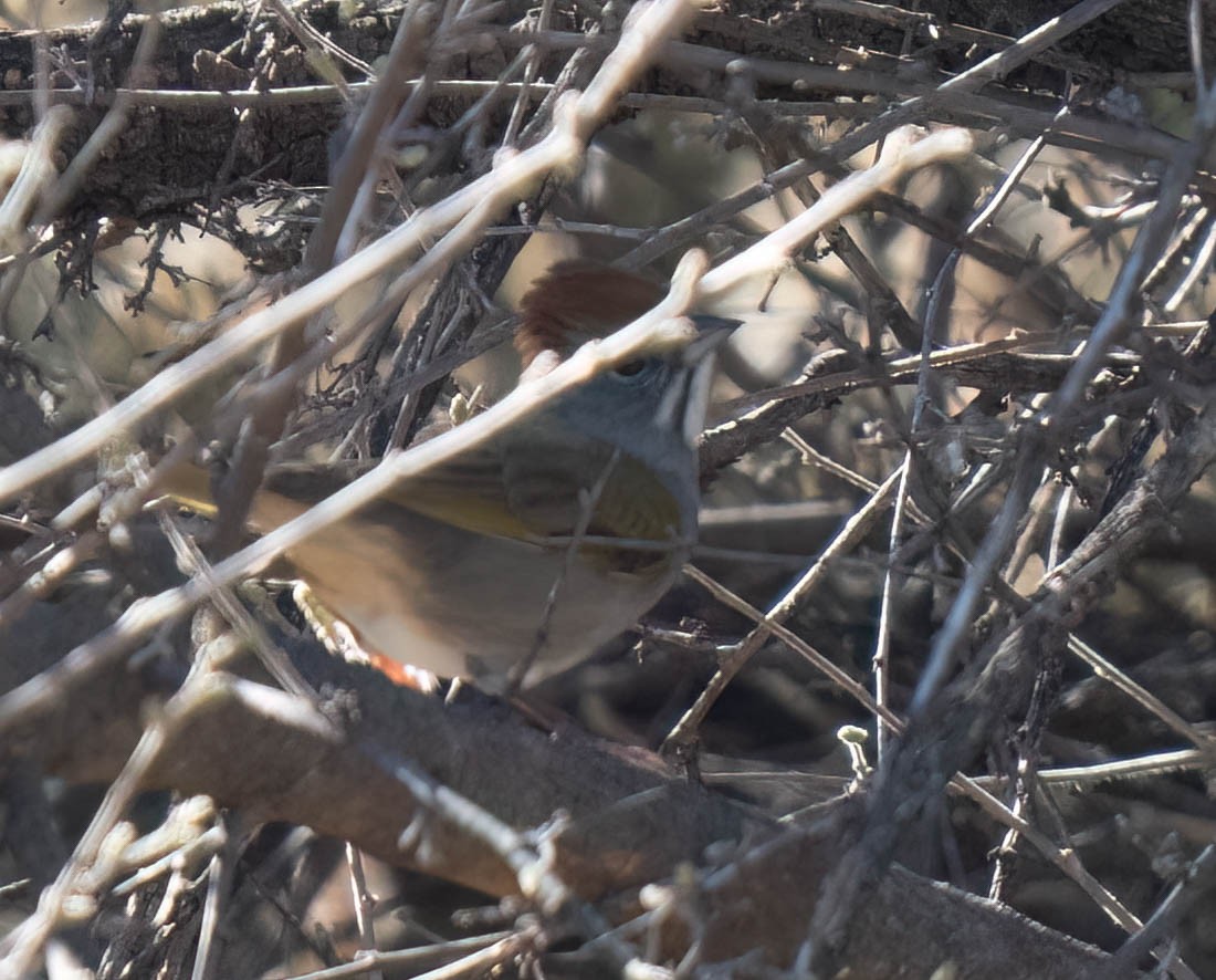 Green-tailed Towhee - ML646791622
