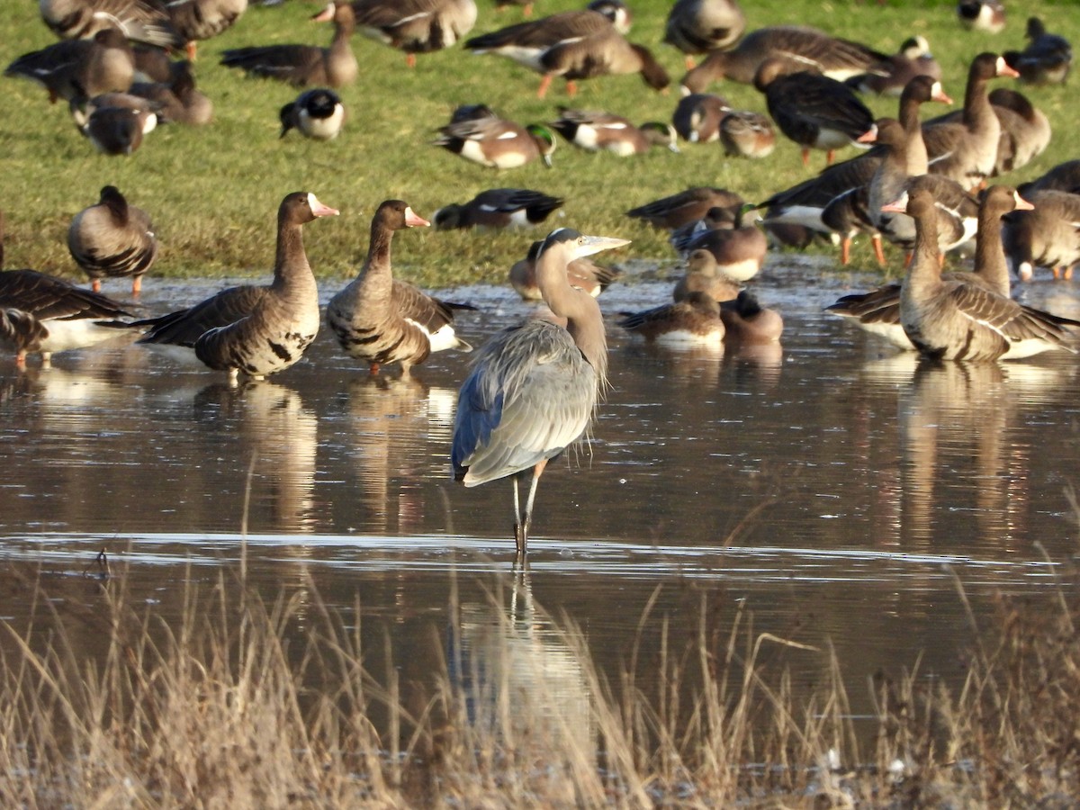 Koartza hauskara amerikarra - ML646791623