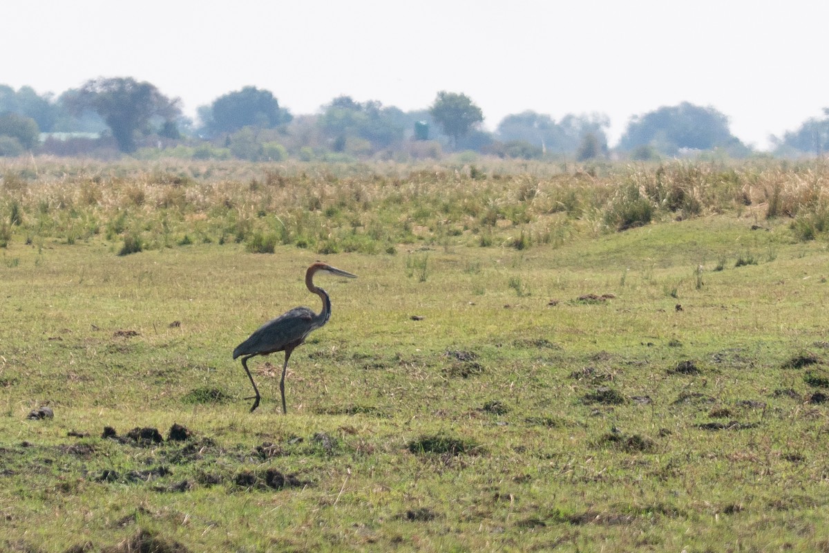 Goliathreiher - ML646791628