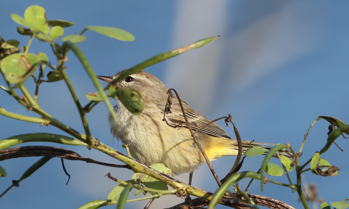 Palm Warbler - ML646791629