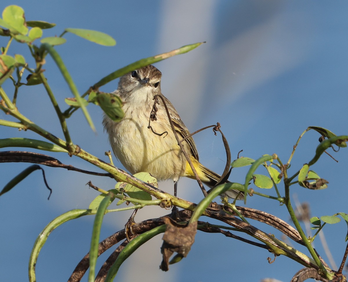 Palm Warbler - ML646791630