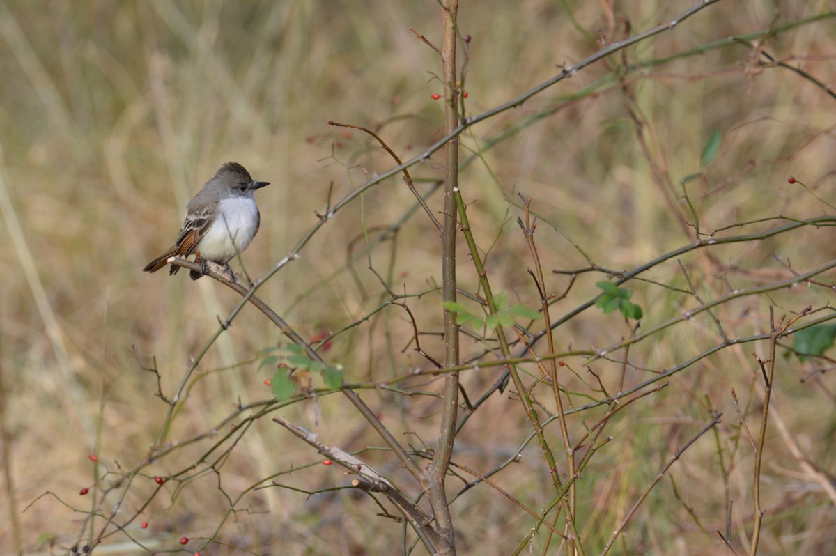 Ash-throated Flycatcher - ML646791631