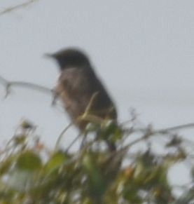 European Stonechat - ML646791634