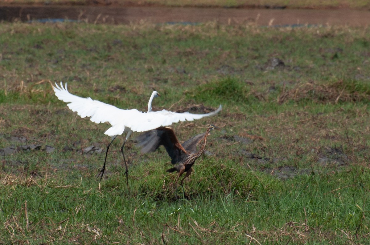 Purpurreiher - ML646791636