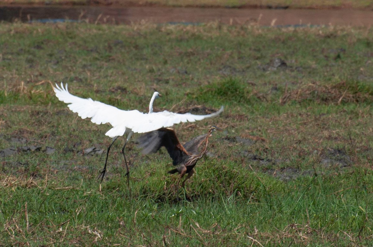 Purpurreiher - ML646791638