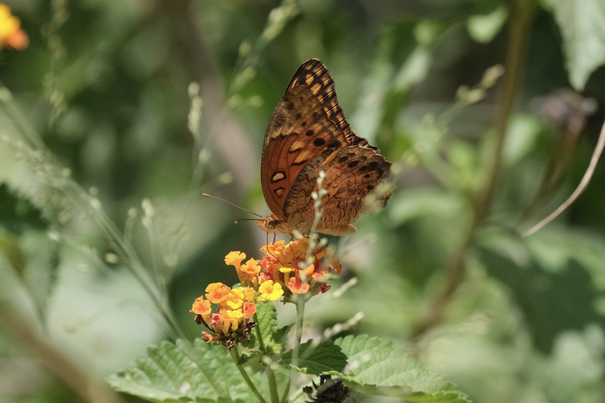 ヘゲシアトケイソウヒョウモン - ML646791640