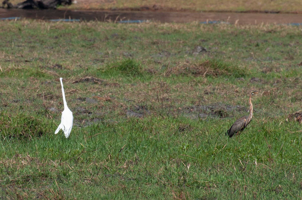 Silberreiher - ML646791644