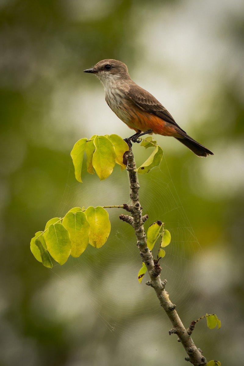 Vermilion Flycatcher - ML646791646