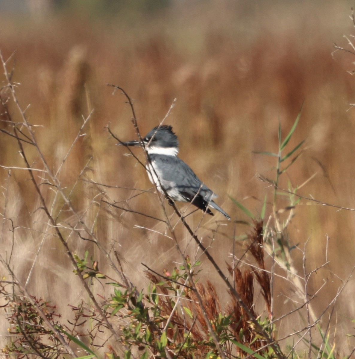 Belted Kingfisher - ML646791647