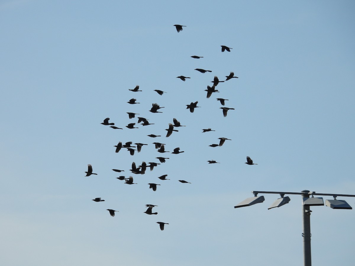 Boat-tailed Grackle - ML646791648