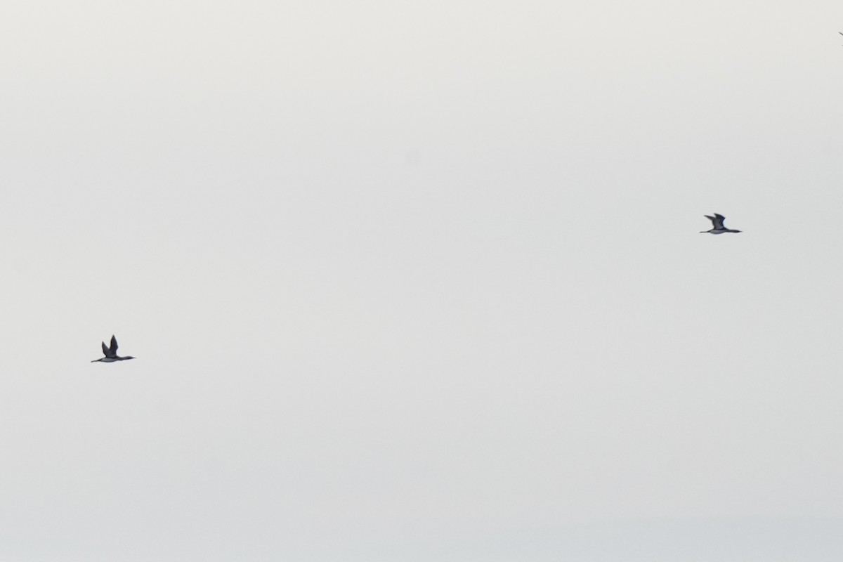 Arctic Loon - ML646791650